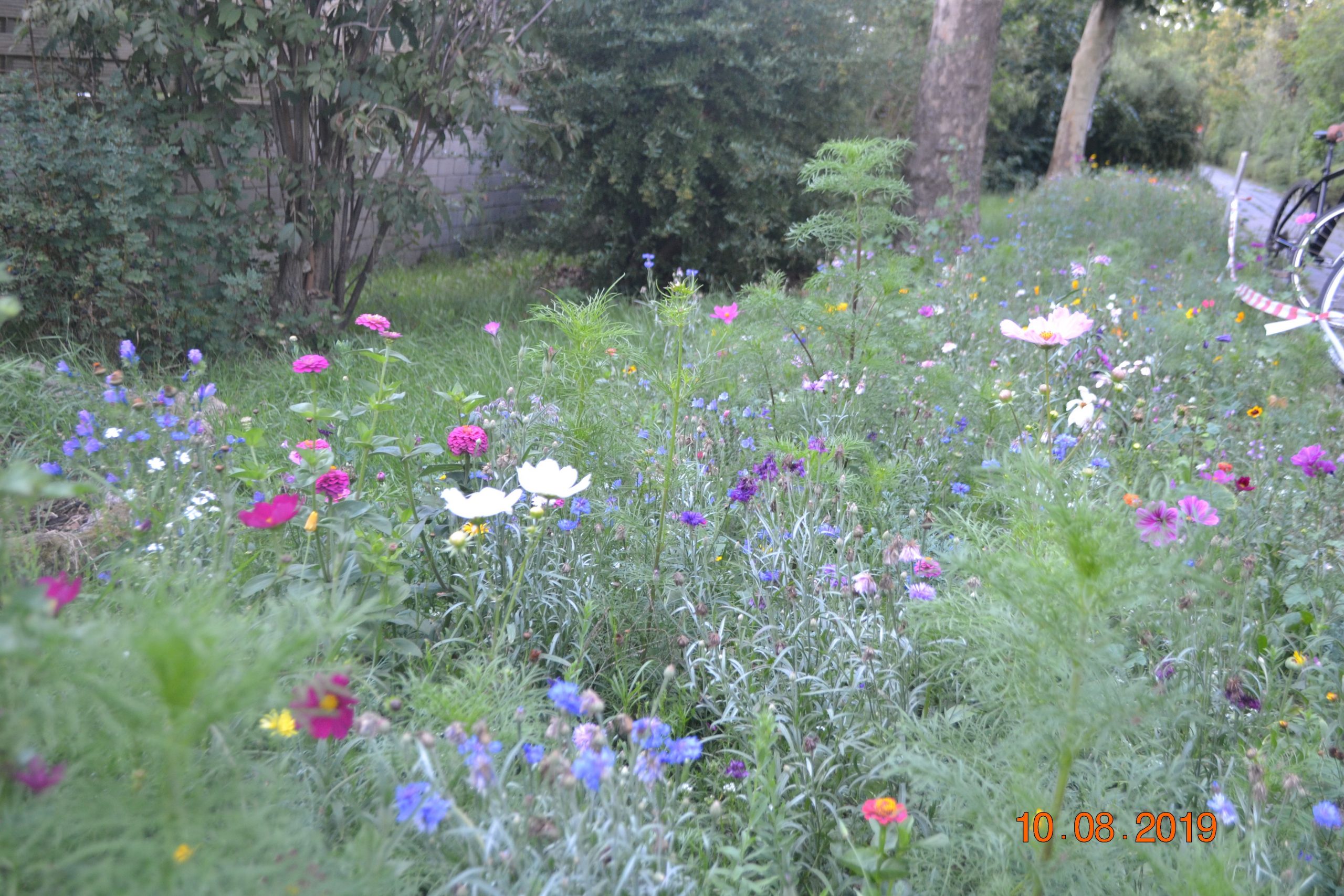 Blumenwiese Breodert.